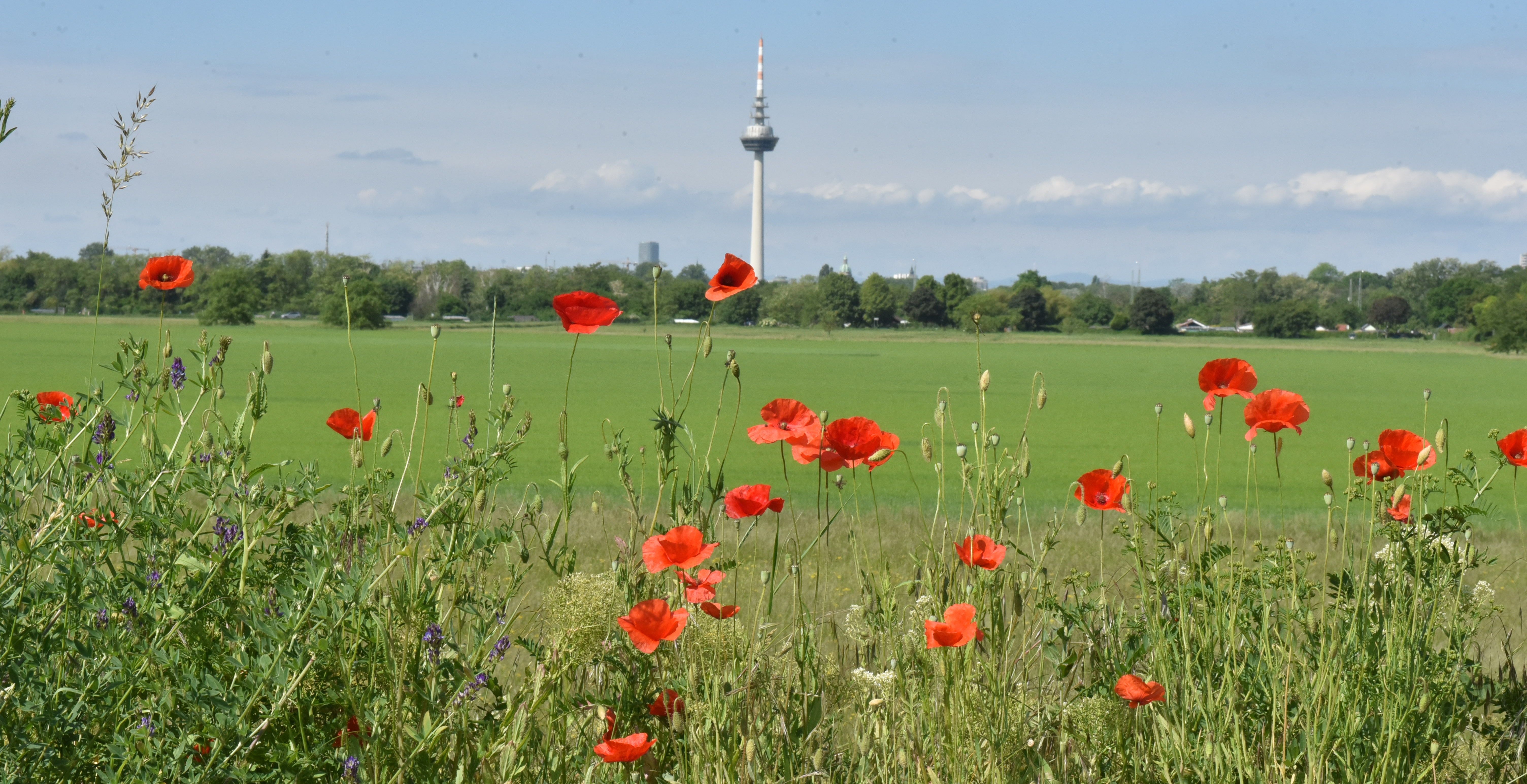 Mohnblüten vor dem Fernmeldeturm