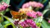 Schmetterling auf einer Blüte